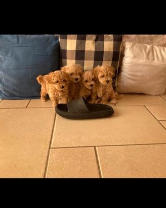 Maltipoo cuccioli