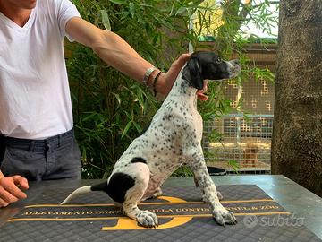 Cuccioli pointer