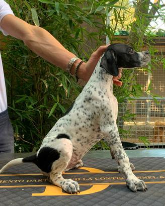 Cuccioli pointer