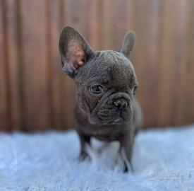 Bulldog francesi blu esotic