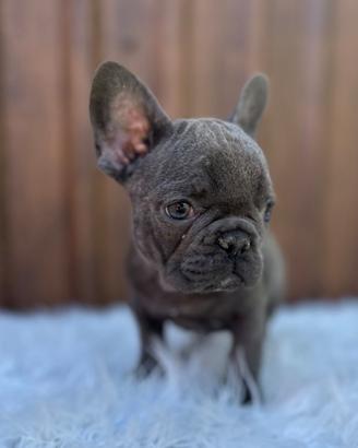 Bulldog francesi blu esotic