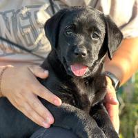Labrador Retriever cucciola