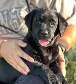 Labrador Retriever cucciola