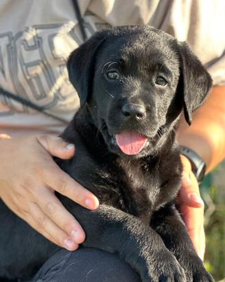 Labrador Retriever cucciola