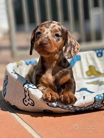 Bassotto tedesco kaninchen e nano