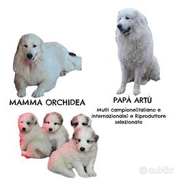 Cuccioli Cane da Montagna dei Pirenei
