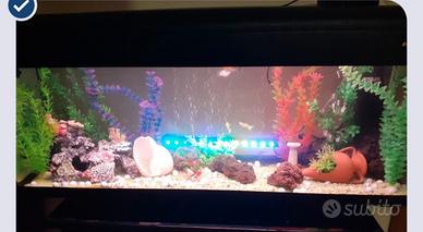 acquario
