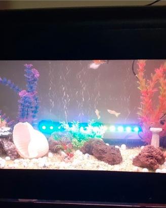 acquario