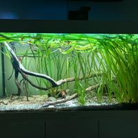 Acquario juwel rio 350 led completo