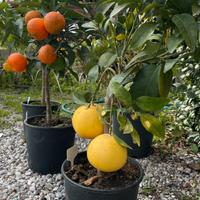 Piante di agrumi e limoni