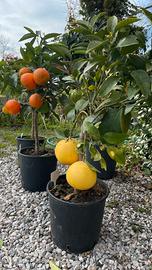 Piante di agrumi e limoni