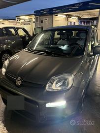Panda sport