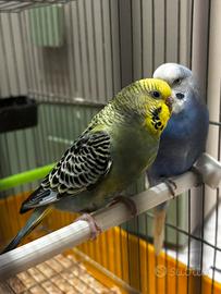 Coppia di cocorite
