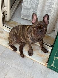 Bulldog francese