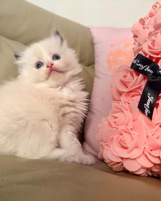 Meravigliosi cuccioli Ragdoll con Pedigree