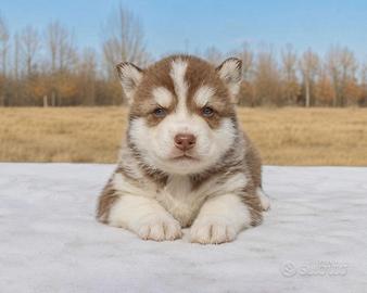 Cuccioli di Siberian Husky con Pedigree ENCI