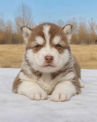 Cuccioli di Siberian Husky con Pedigree ENCI