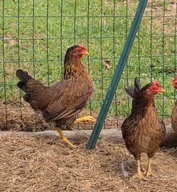 Galline Mericanel della Brianza