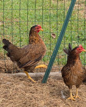 Galline Mericanel della Brianza