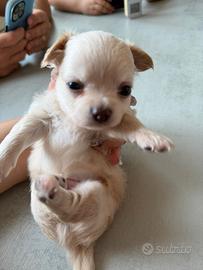 Chihuahua