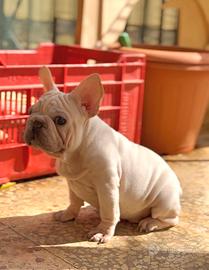 Bulldog big rope velvet