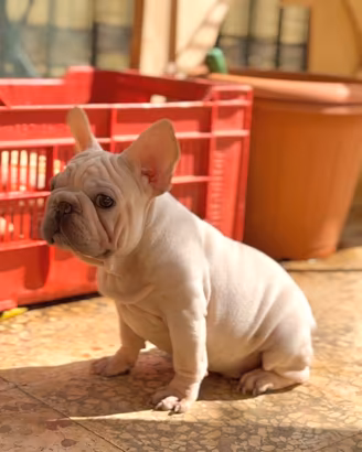 Bulldog big rope velvet