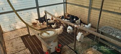 Galline moroseta