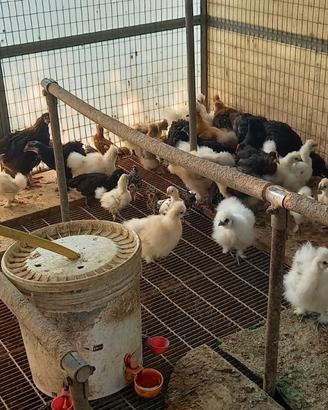 Galline moroseta