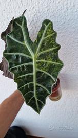 Alocasia Polly variegata