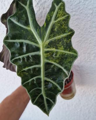 Alocasia Polly variegata