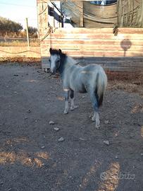 Poni