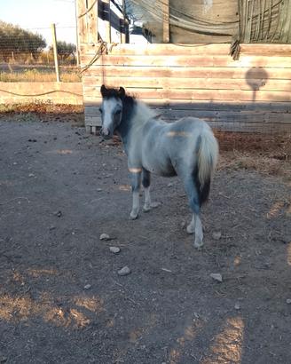 Poni