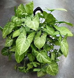 (Talee) Syngonium Trieste - talee radicate