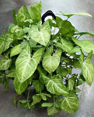 (Talee) Syngonium Trieste - talee radicate