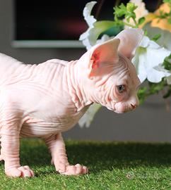 Sphynx femmina campionessa pedigree