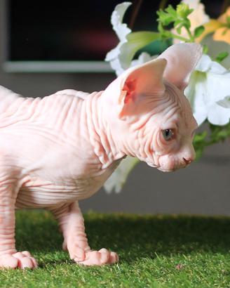 Sphynx femmina campionessa pedigree