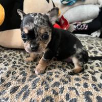 Chihuahua blu merle femmina