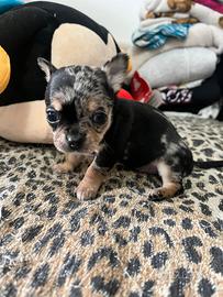 Chihuahua blu merle femmina