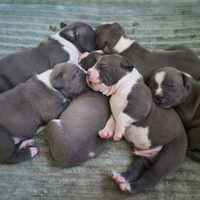 Amstaff blue cuccioli - disponibili dal 10 aprile