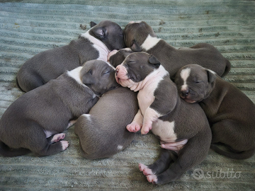 Amstaff blue cuccioli - disponibili dal 10 aprile