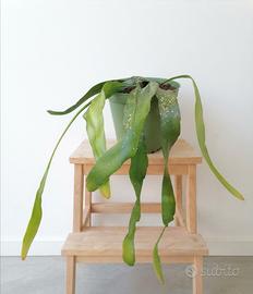 Epiphyllum pianta in vaso 