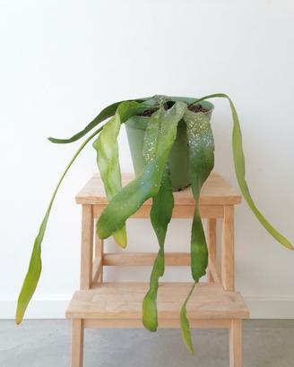 Epiphyllum pianta in vaso 