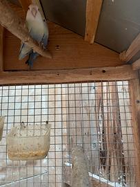 Inseparabili e calopsite