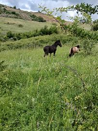 Pony