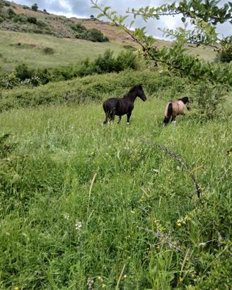 Pony