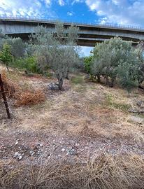 Terreno uliveto