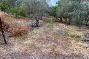 Terreno uliveto
