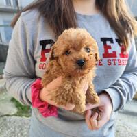 Cuccioli di Barboncino