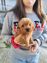 Cuccioli di Barboncino