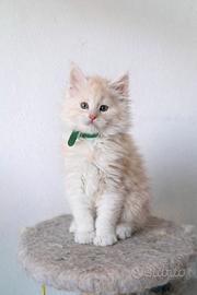 Maine coon cuccioli con pedigree